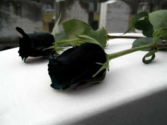 Bông hoa hồng đen đẹp