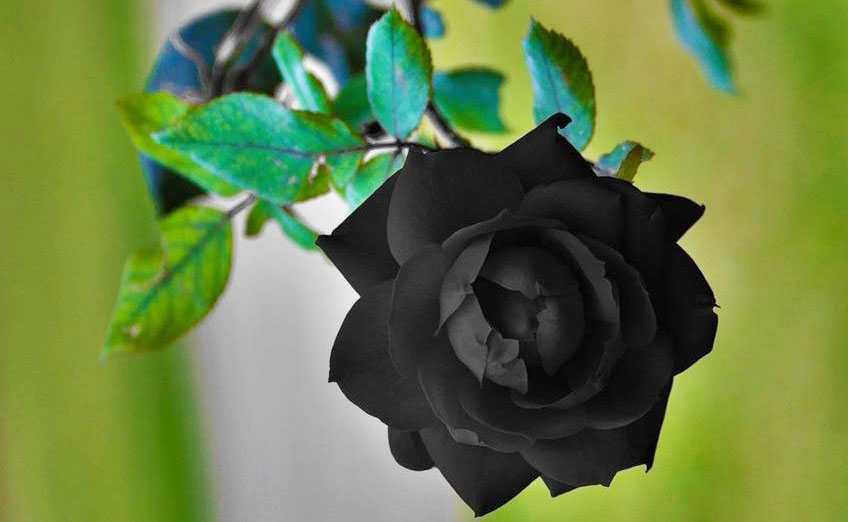 Hoa hồng đen còn có nghĩa là một khởi đầu mới