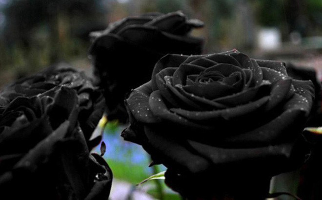 hoa hồng đen có ý nghĩa gì có phải là sự cô đơn