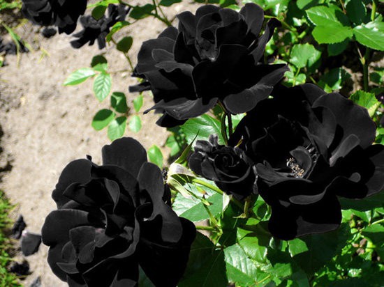 hoa hồng đen tượng trưng cho điều gì
