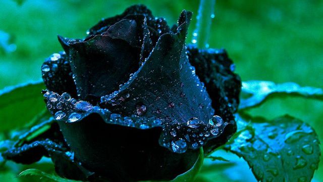 Hoa hồng đen mang ý nghĩa buồn