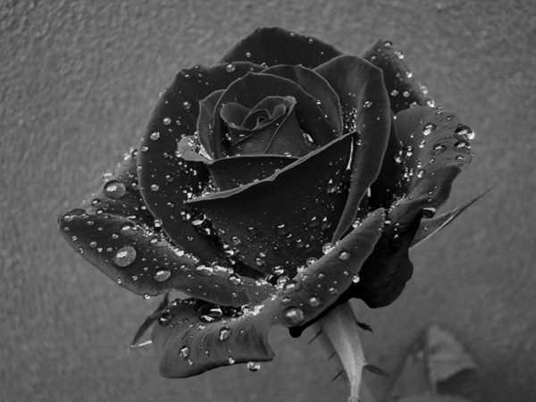 Schöne schwarze Rosenbilder