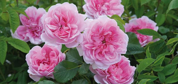 Chiêm ngưỡng 155 bó hoa hồng xanh đẹp nhất thế giới