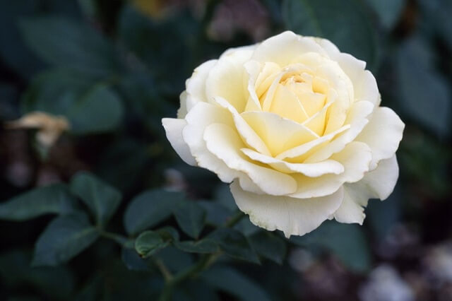 Hoa hồng là loài hoa đẹp nhất tại Việt Nam