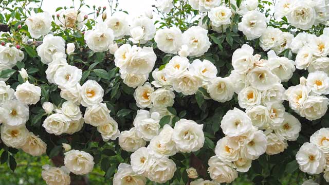 tổng hợp các loại hoa hồng các loại hoa hồng ngoại đẹp nhất