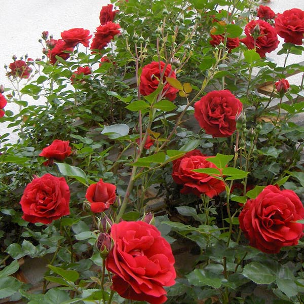 Hoa hồng đỏ cổ Sapa