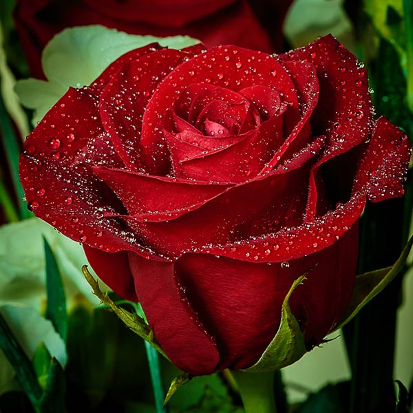 Hoa hồng đỏ mang vẻ đẹp hoàn mỹ