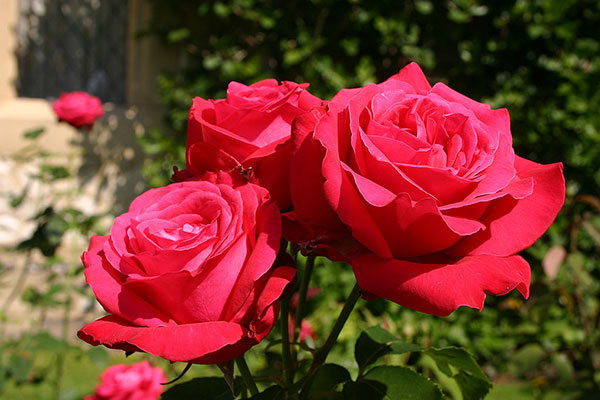 Hoa hồng đỏ mang nhiều thông điệp ý nghĩa