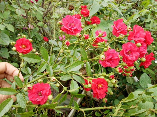 Hoa hồng đỏ Mộng Tuyền