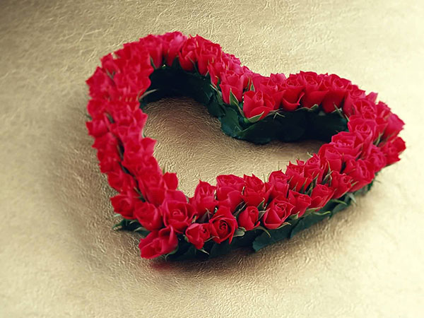 Hoa hồng đỏ là biểu tượng tình yêu