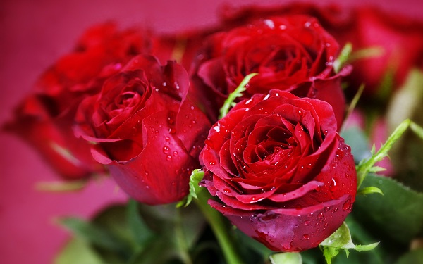 Hoa hồng Ecuador đỏ rực tuyệt đẹp