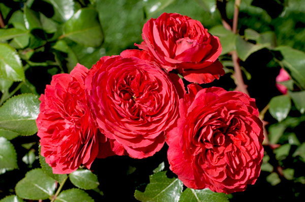 Hoa hồng leo đỏ Monalisa Rose