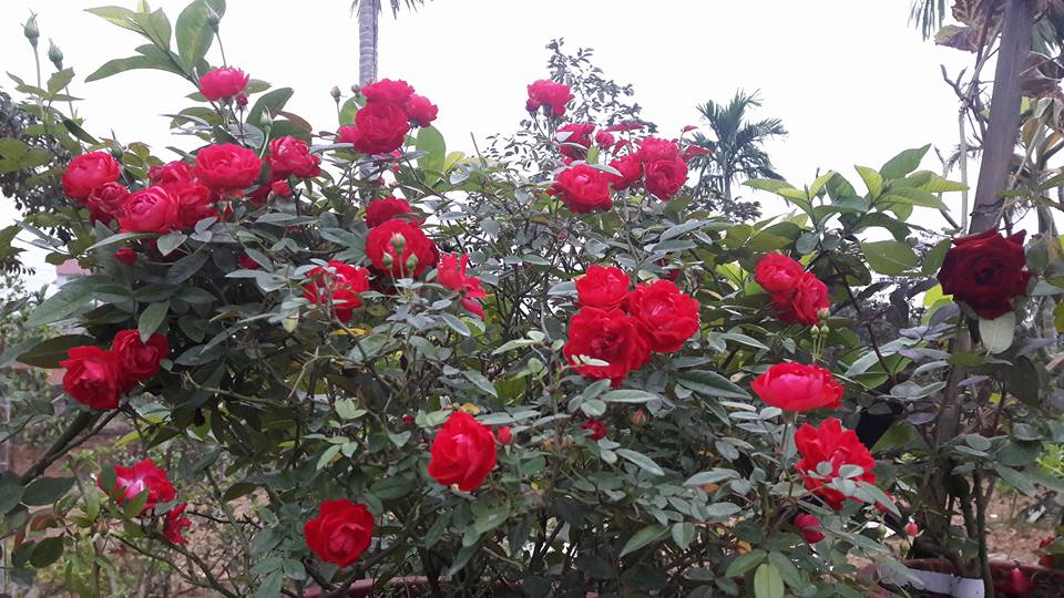 Hoa hồng đỏ leo đẹp