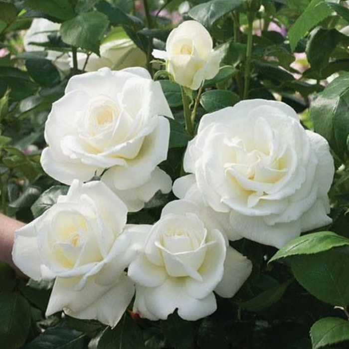 Hoa hồng trắng đẹp thân leo Tố QUyên
