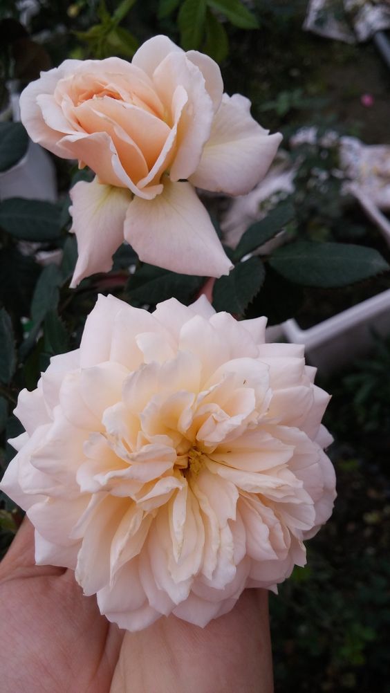 Hoa hồng kim tuyết nở quanh năm đẹp lộng lẫy