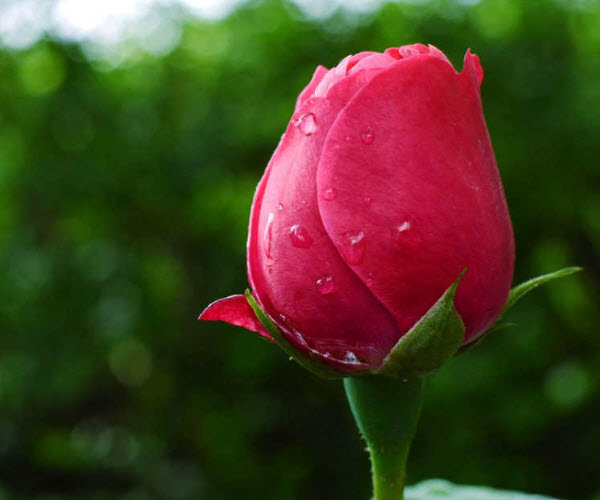 Hoa hồng nhung cho hương thơm nhẹ vào buổi sáng
