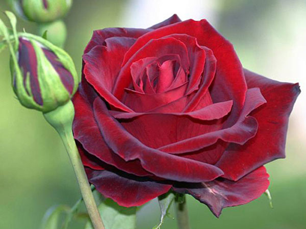 Sức thu hút từ hoa hồng nhung đỏ thật khó để cưỡng lại