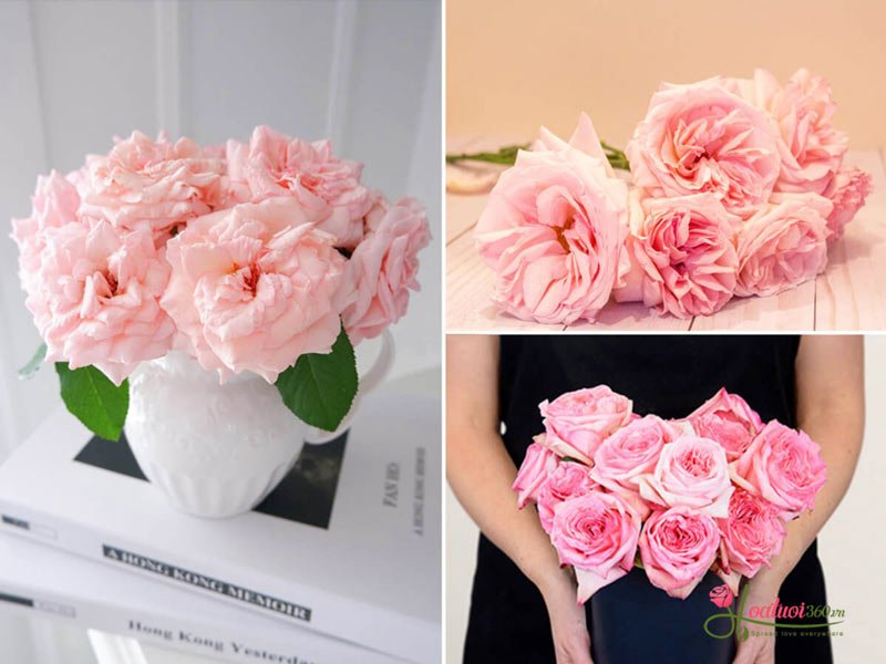 Bông hồng Pink Ohara có đặc điểm với những cánh hoa xoáy tròn