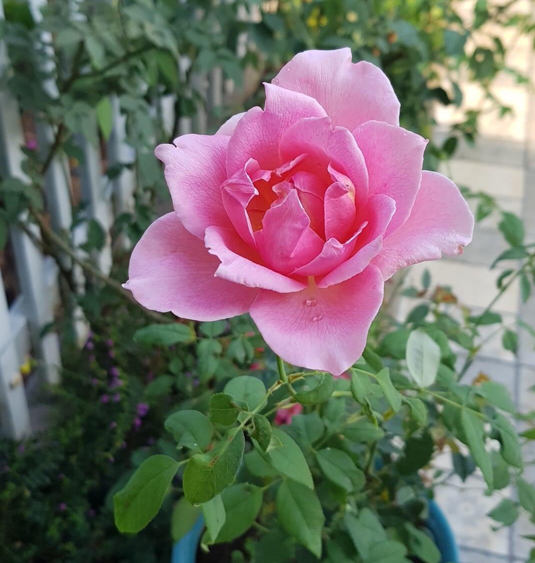 những loại hoa hồng đẹp nhất thế giới 