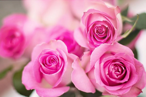 Hoa hồng phấn vẻ đẹp tươi sáng như vẻ đẹp của người con gái