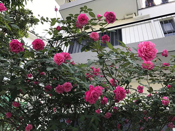 hoa hồng cổ Sapa tại việt nam