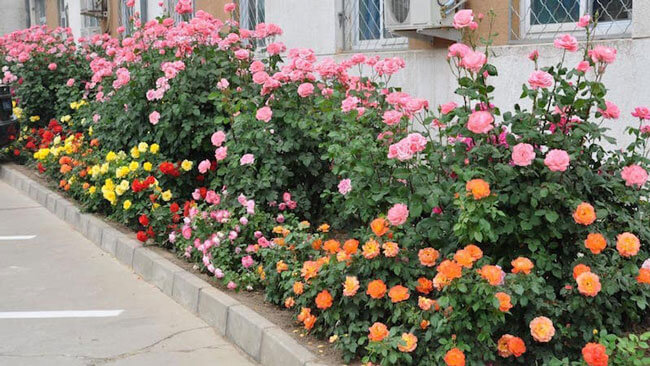 Hoa hồng tỉ muội nhiều màu trồng trước hiên nhà