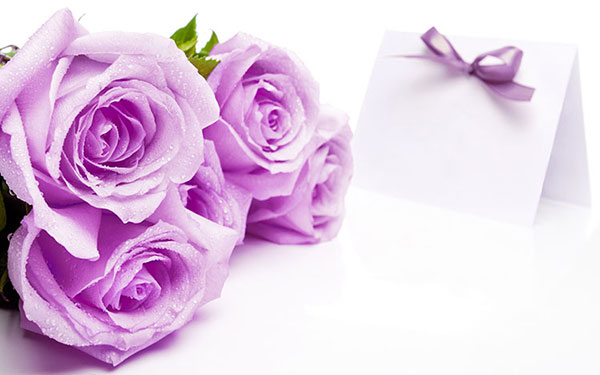 Hoa hồng tím mang biểu tượng tình cảm chân thành