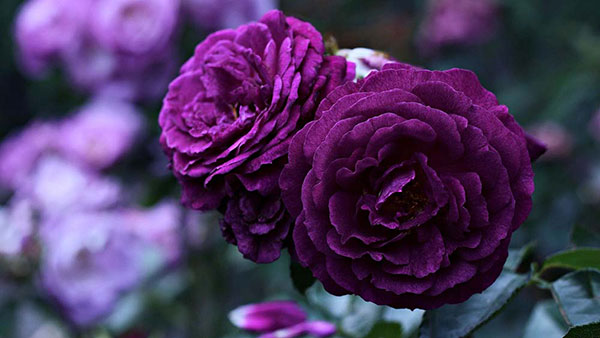 Hoa hồng tím tượng trưng cho tình yêu thủy chung, vĩnh cửu