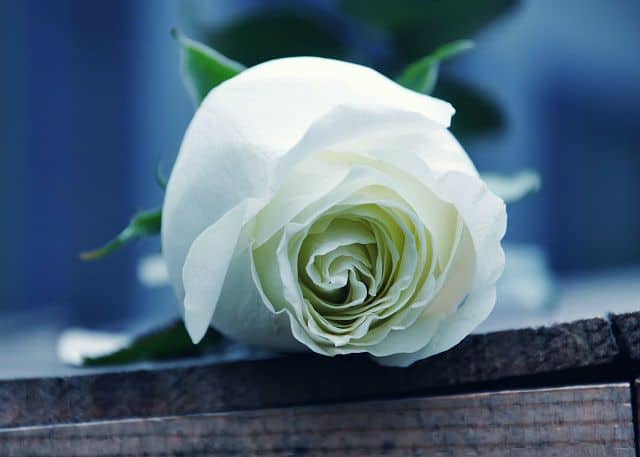 Hoa hồng trắng mang vẻ đẹp tinh khôi