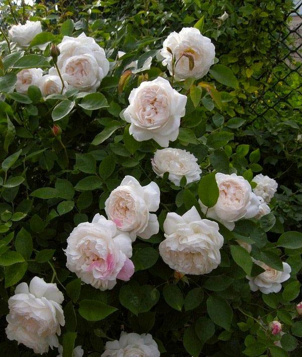 Bông hồng trắng