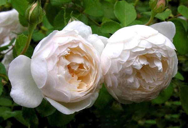 Hoa hồng trắng độc lạ