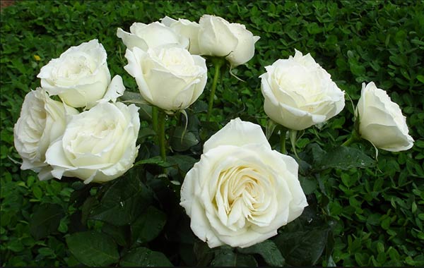 mua hoa hồng trắng ở hà nội