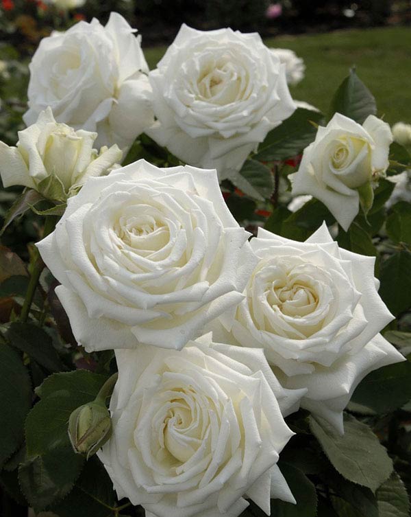 Giống hoa hồng trắng 