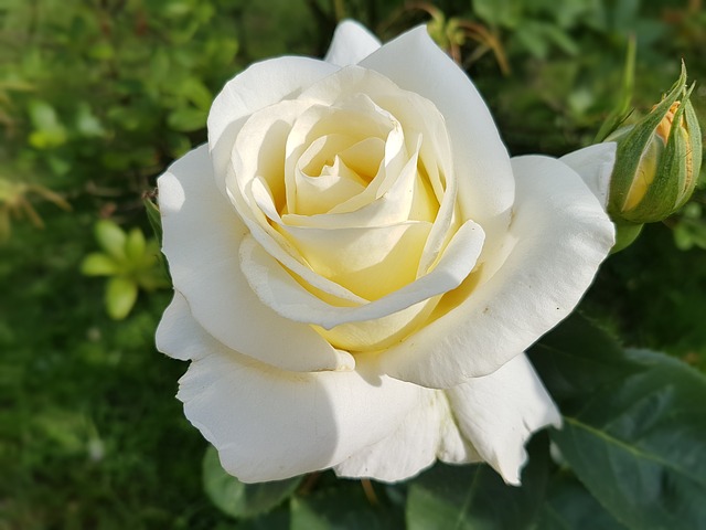 Hoa hồng trắng mang ý nghĩa của mình tình yêu trong sáng, thuần khiết
