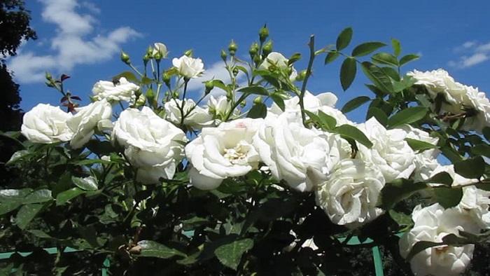 Hoa hồng nhung trắng - sự tinh khôi và nhẹ nhàng