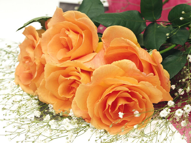 Hoa hồng cam tượng trưng cho niềm tự hào và khao khát