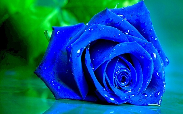 Hoa hồng xanh cho tình yêu bền vững mãi mãi