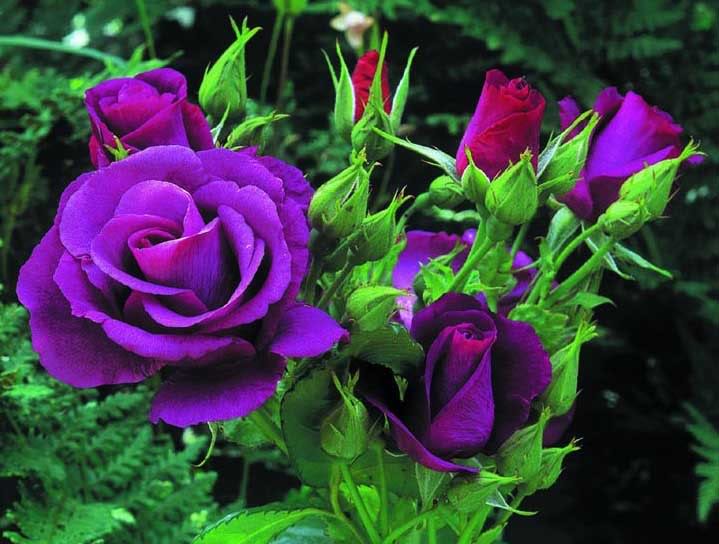 Hoa hồng tím tượng trưng cho tình yêu chung thủy và vĩnh cửu.