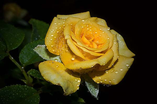 Hoa hồng vàng tượng trưng của sự chia ly