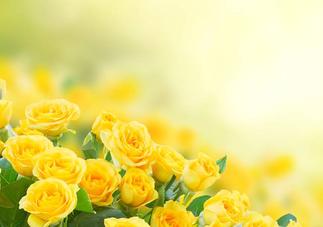 Hoa hồng vàng có ý nghĩa gì?