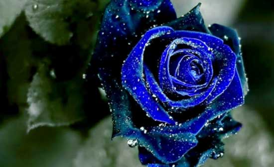 Truyền thuyết về hoa hồng xanh bí ẩn
