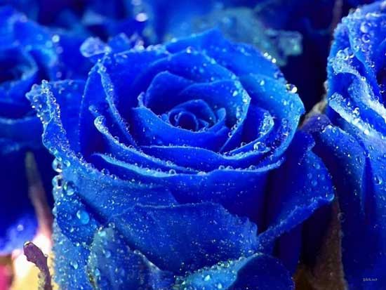 Hoa hồng xanh có thật không?