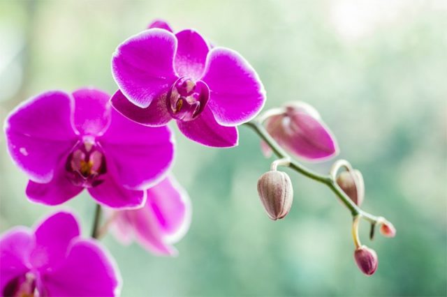 Hoa lan mang vẻ đẹp sang trọng và quý phái nhất Việt Nam