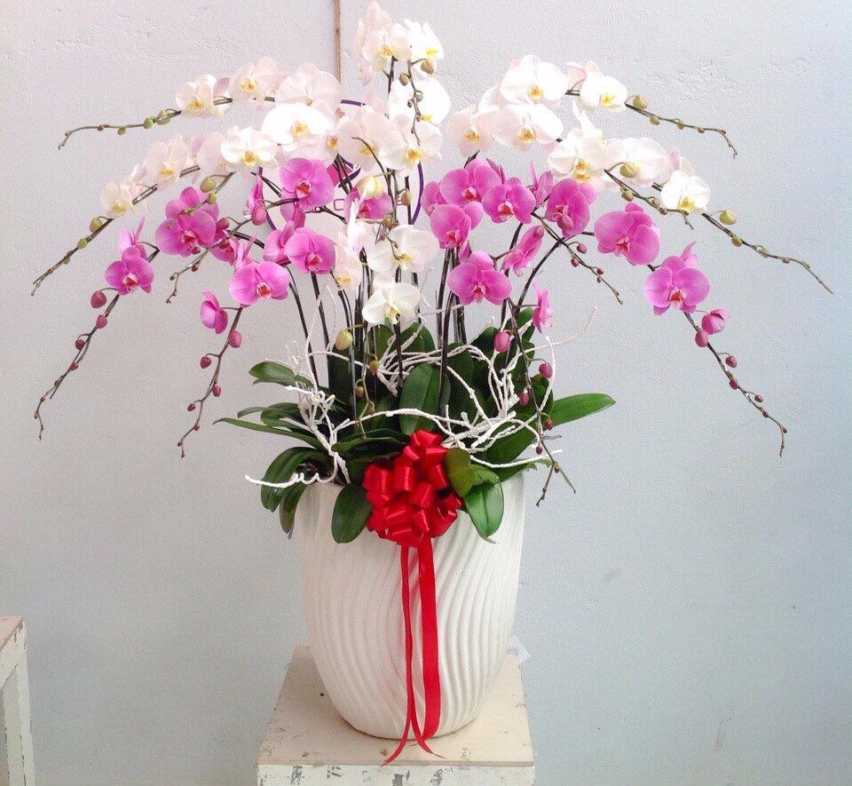 Cửa hàng hoa lan hồ điệp quận Tân Phú phổ biến hoa lan hồ điệp