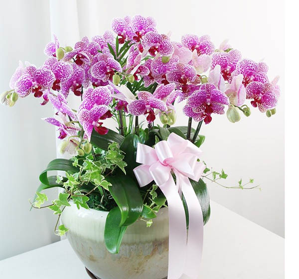 Chậu hoa lan đẹp tặng sinh nhật Sếp 7 CÀNH hồ điệp trắng TRMS97