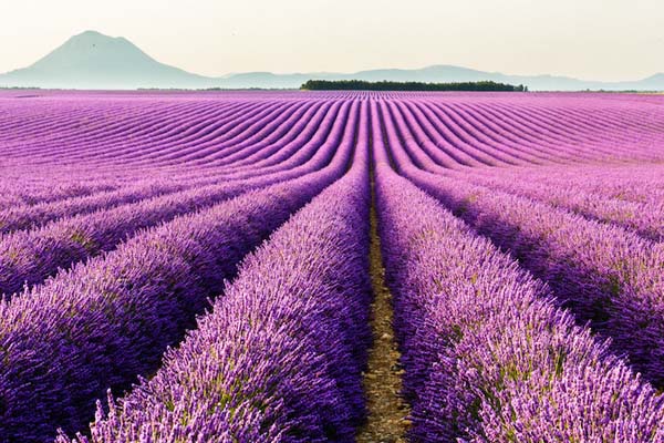 Hoa laveder- ý nghĩa, công dụng và cách trồng hoa đơn giản1