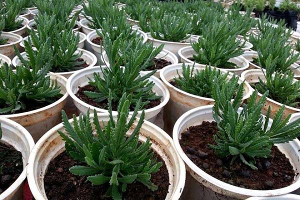 Hoa laveder- ý nghĩa, công dụng và cách trồng hoa đơn giản10