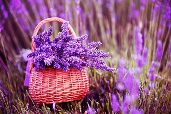 Hoa laveder- ý nghĩa, công dụng và cách trồng hoa đơn giản 11