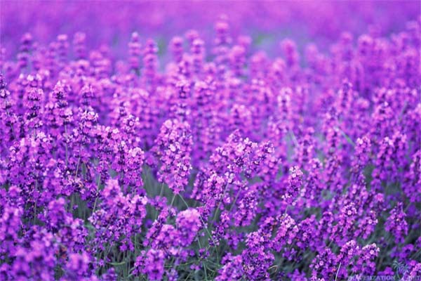 Hoa laveder- ý nghĩa, công dụng và cách trồng hoa đơn giản 12