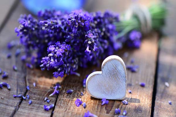 Hoa laveder- ý nghĩa, công dụng và cách trồng hoa đơn giản2